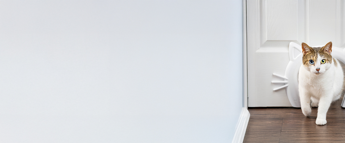 essential cat supplies in nauru