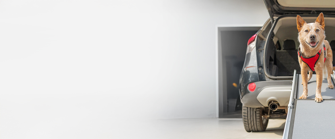 premium canine essentials in nauru