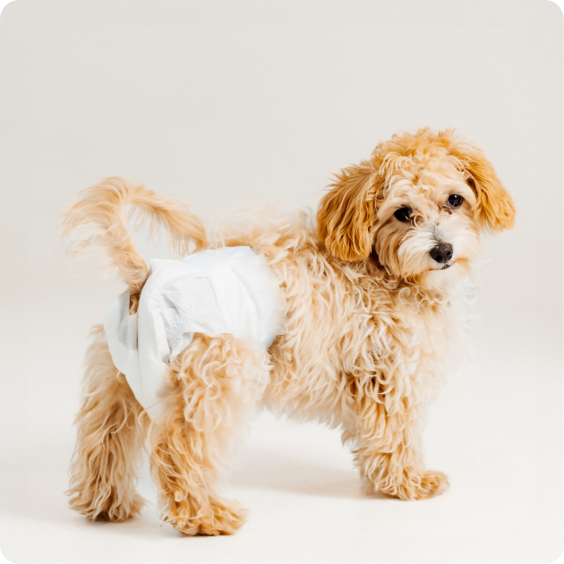 Hartz Dogs Diapers