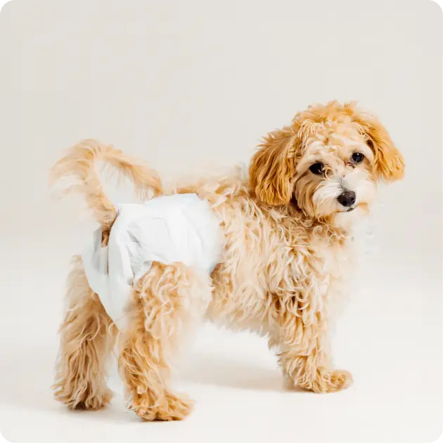 Hartz Dogs Diapers