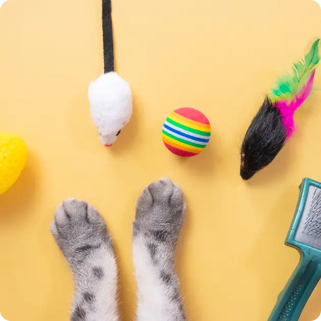 Cat Supplies