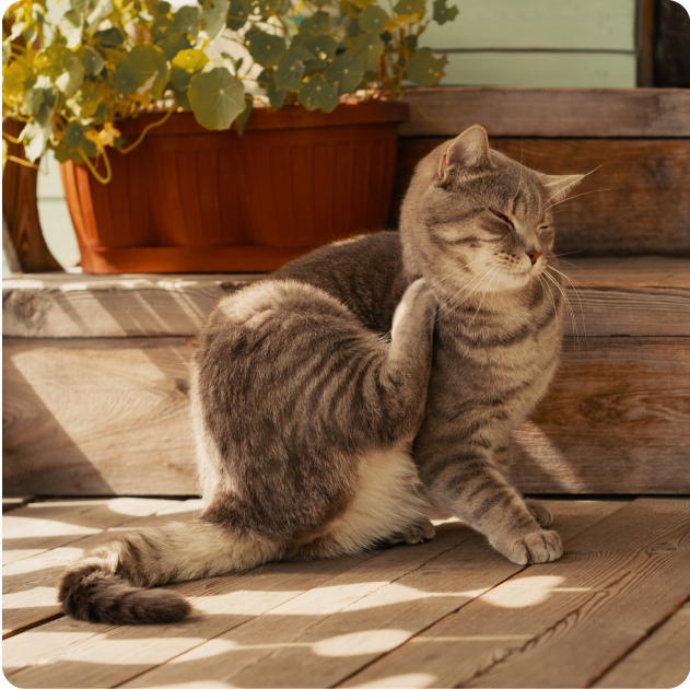 Cat Flea and Tick Control