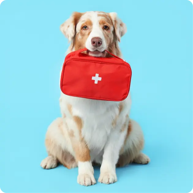 Dog Health Supplies