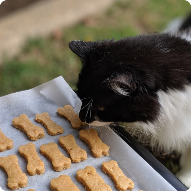 Cat Treats