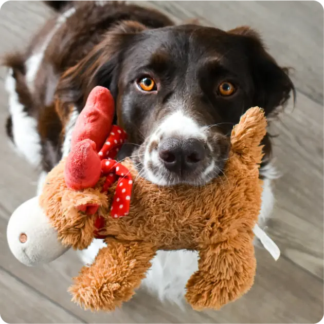 Dog Toys