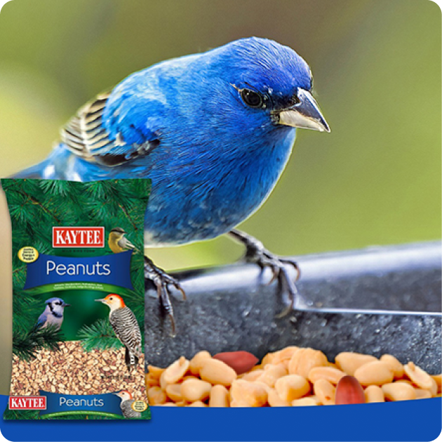 Kaytee Bird Food