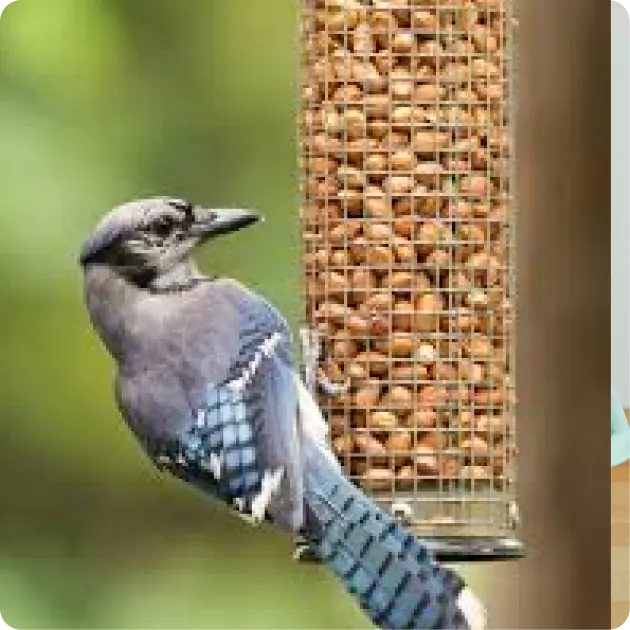 Bird Food