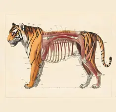 Buy Science Animal Anatomical Models online