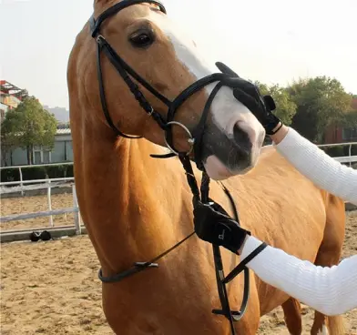 Horse Supplies
