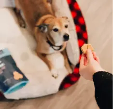 Buy Dog Treats online