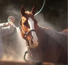 Buy Horse Grooming & Bathing Supplies online