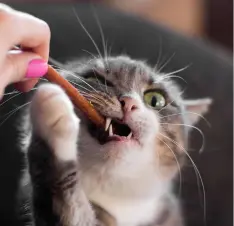 Buy Cat Treats online