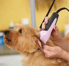 Buy Dog Grooming Supplies online
