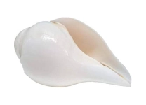 Conch Shell Instrument