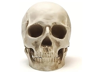 Home Head Sculptures