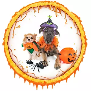 halloween costumes for pets