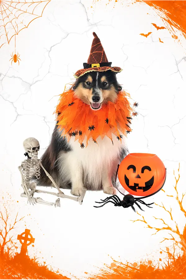 halloween pet supplies