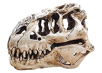 Science Animal Anatomical Models