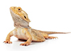 Reptiles