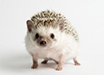 Small Animal